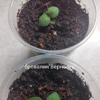 Что на окошке растёт в феврале.