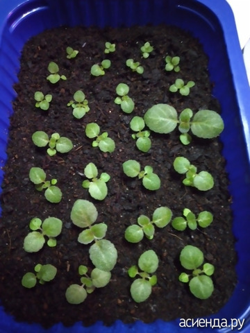 ��������� �� 11 �������