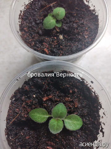 �������� "��������"