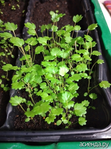 ��������� "���-����"�� 19 �������