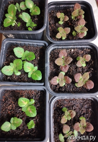 ������� �� 19 �������