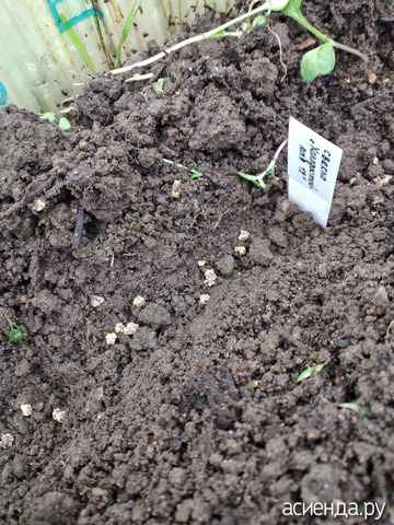 ��������� �����