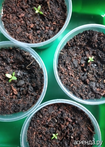 ������� �����