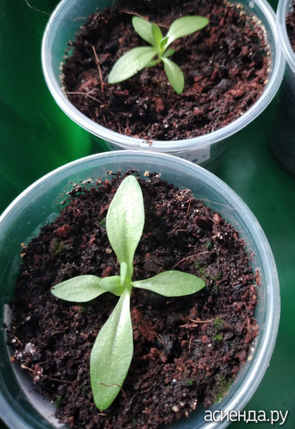 ������� ��� ������