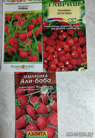 ����� 20 ������