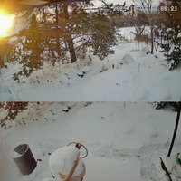 Колеусы из семян. Часть 2. 24 января 2026 года