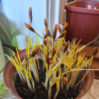 Весна по сибирски.