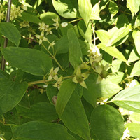 Долгое цветение чубушников