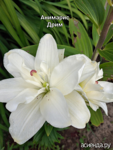 Лилия "Анимарис Дрим"