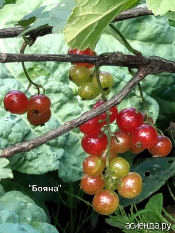 Смородина 26 июня