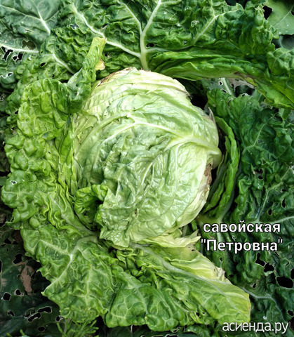Первый кочан капусты
