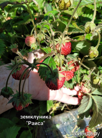 Земклуника "Раиса"