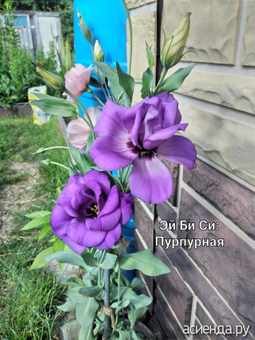 Эустомы