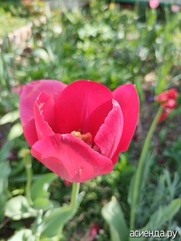 Тюльпаны 26