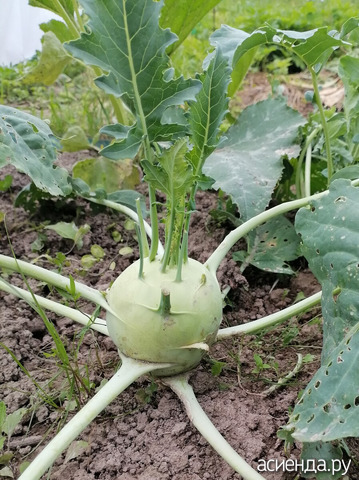 кольраби целая