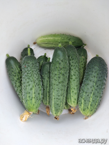 7 ����