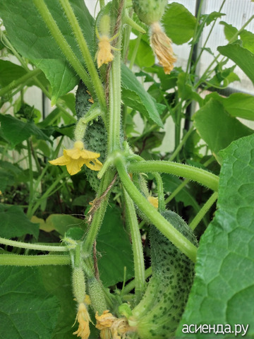 9 ����