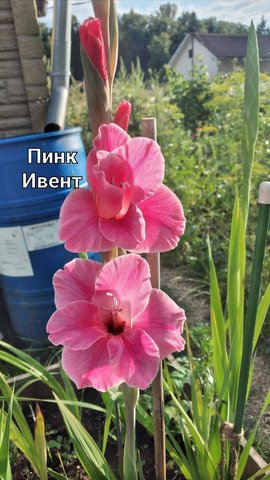 "Пинк Ивент"