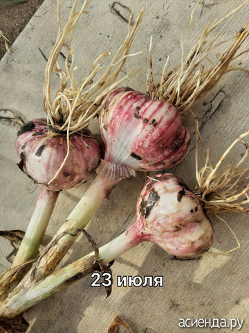 ������ �� 23 ����
