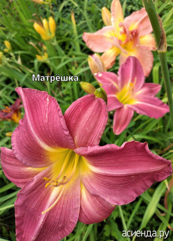 Лилейник "Матрёшка"