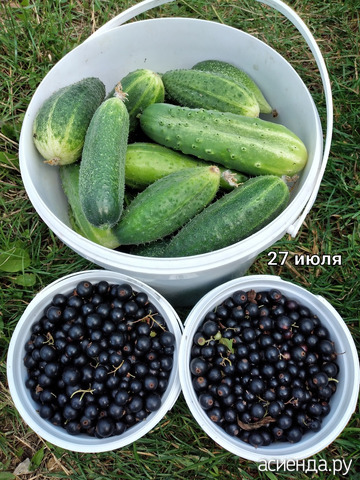 ���� 27 ����