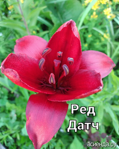 Лилия "Ред Датч"