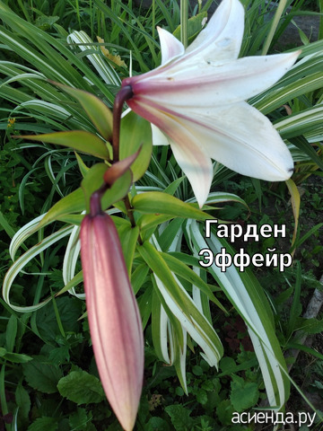 19 июля