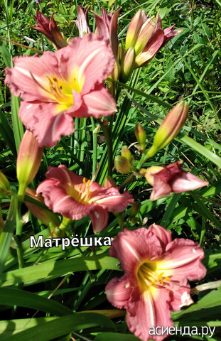 "Матрёшка"