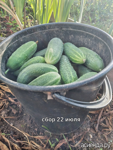 Сбор 22 июля