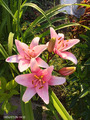 Лилия Элоди