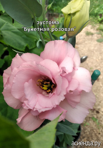 Эустома на 20 июня