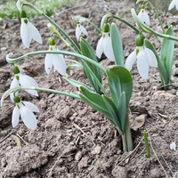 ������ ���� �����