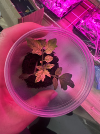 ��� � ��������?