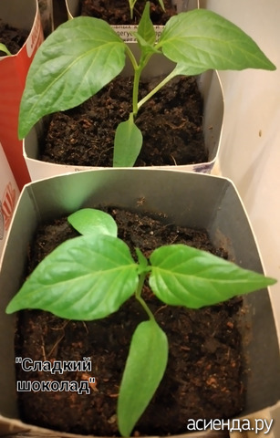 ����� "������� �������" ������������� 11 �����