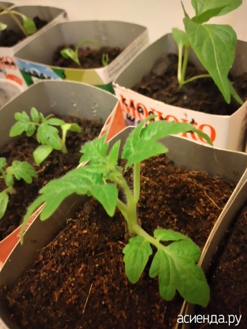 ����� ����� ���� "��� ��� �����"