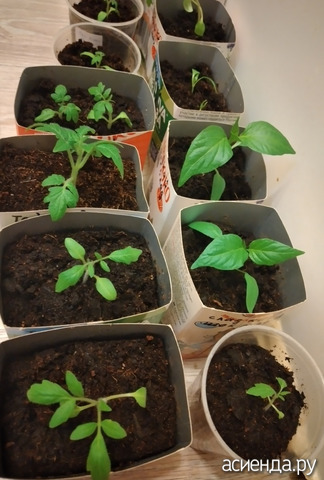 ��������� 11 �����