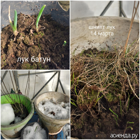 ������ ������ ����