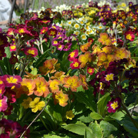 ��������� ������� ������� �� ������ �����