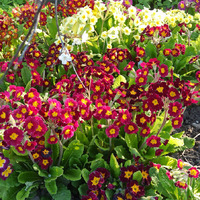 ��������� ������� �����������. ������� ����� ������.