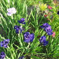 Предлагаю красивые ирисы из своей коллекции по низким ценам