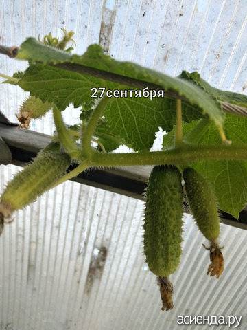 27 сентября