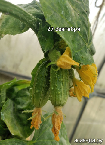 27 сентября