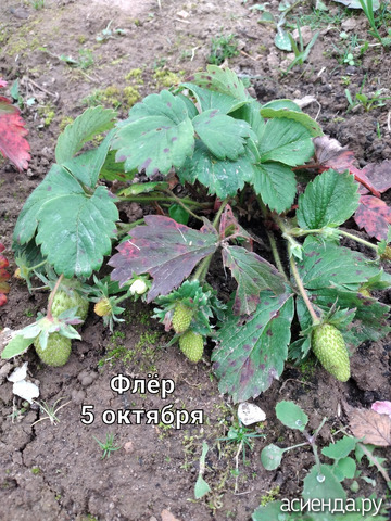 Клубника "Флёр" не сдаётся