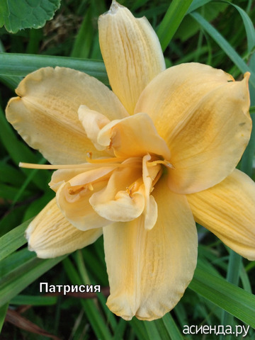Лилейник "Патрисия"