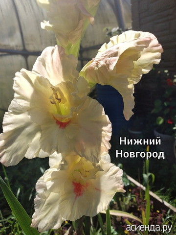 Гладиолус "Нижний Новгород"