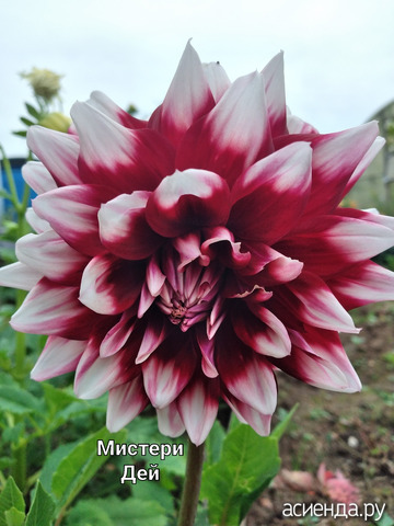 "Мистери Дей"