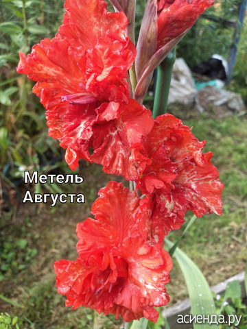 Гладиолус "Метель Августа"