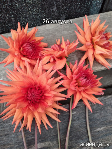 26 �������