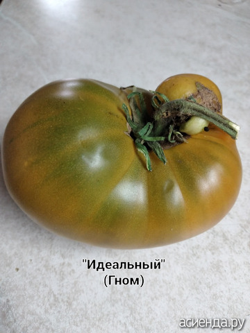 Томат Гном