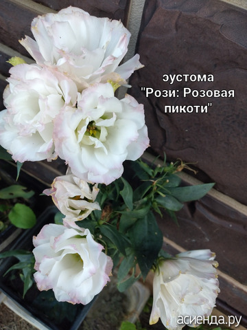 "Рози:Розовая пикоти"